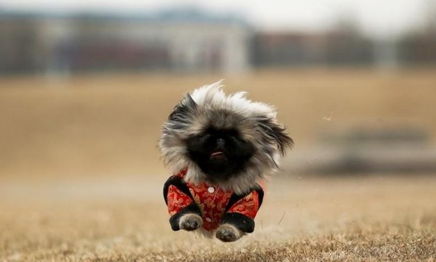 Qian Hao's imported Pekingese dog, Mixiu, runs in a park in Beijing, China, February 8, 2018. Picture taken February 8, 2018. REUTERS/Thomas Peter TPX IMAGES OF THE DAY