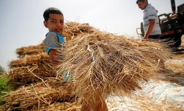 A son of farmer carries freshly harvested wheat in a field in Qaha, El-Kalubia governorate, northeast of Cairo, Egypt May 5, 2016. REUTERS/Amr Abdallah