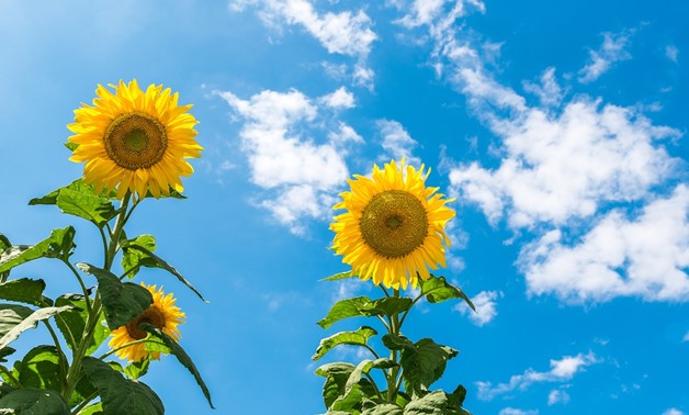 File photo: Sunflower/Pixabay