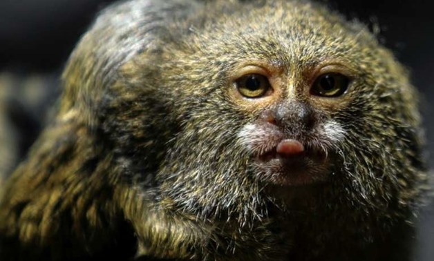 A titi pigmeo monkey (Cebuella Pygmaea) is pictured at a zoo in Medellin, Colombia, which is hosting a major international biodiversity conference
