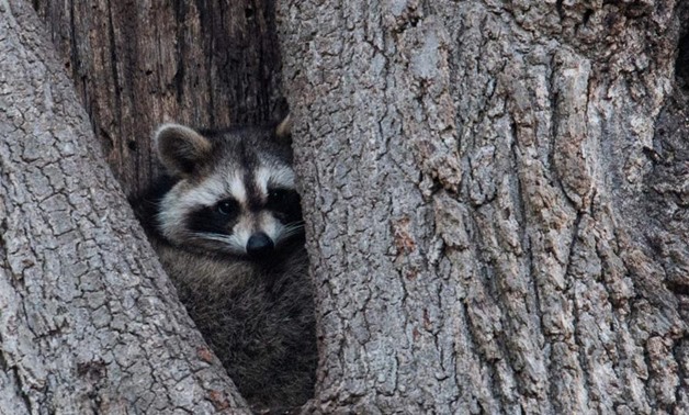 A raccoon rests in the hollow of a tree near Orchard Beach in New York. (AFP)