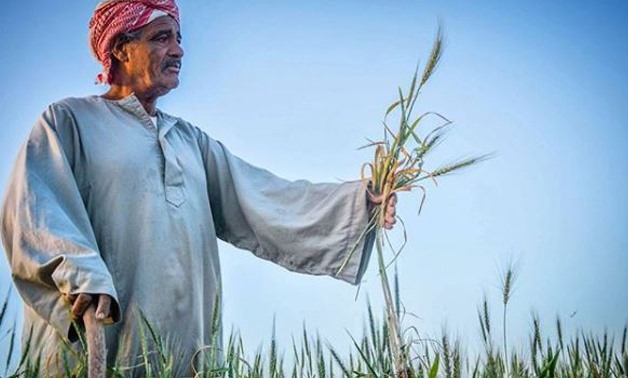 Farmer in his wheat farm - Egypt Today/ Kareem Abdulkareem