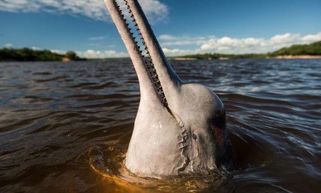 A dolphin waits for a feed by local people in the Negro river in Manaus, Brazil
