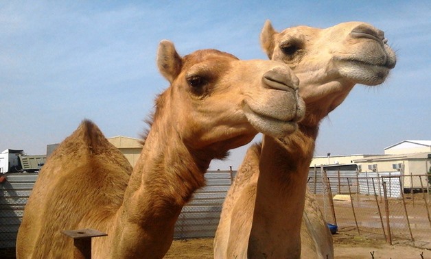 Two camels- CC via Wikimedia  