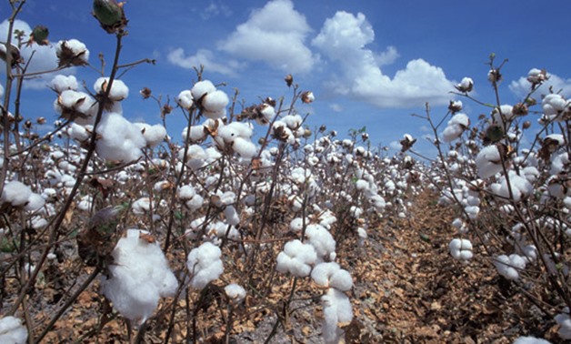 Cotton - Creative commons