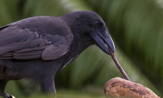 Tool use is exceedingly rare in the animal kingdom (Photo: AFP)
