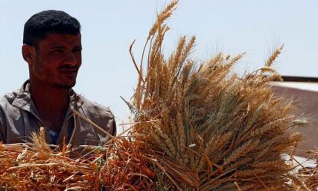 Wheat - REUTERS/Amr Abdallah Dalsh