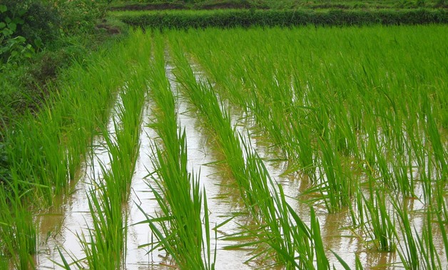 Caption: Rice cultivating- CC via Max Pixel