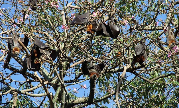 Grey-headed Flying-foxes are believed to be the natural hosts of the NiV, April 7, 2011 - Wikimedia/Greg Schechter