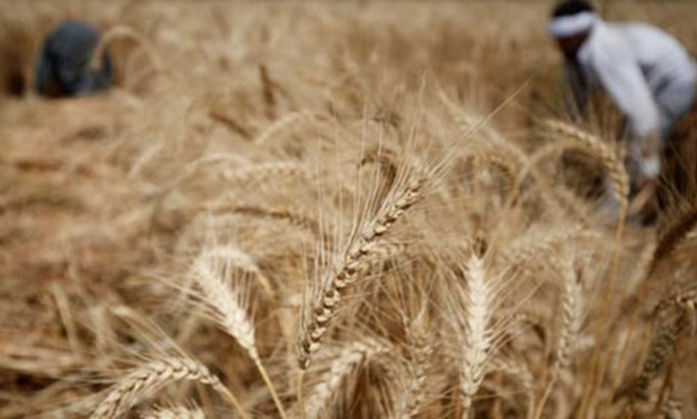 Egyptian court lifts ban on Russian wheat imports