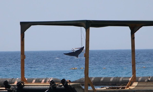 A blue whale spotted in the gulf of Eilat, May 29, 2018 – courtesy of Israel’s Nature and Parks Authority