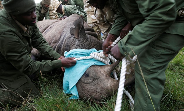 Kenya Wildlife Service (KWS) personnel check a tranquillised female black rhino before transporting it as part of a rhino translocation exercise In the Nairobi National Park, Kenya, June 26, 2018. REUTERS/Baz Ratner