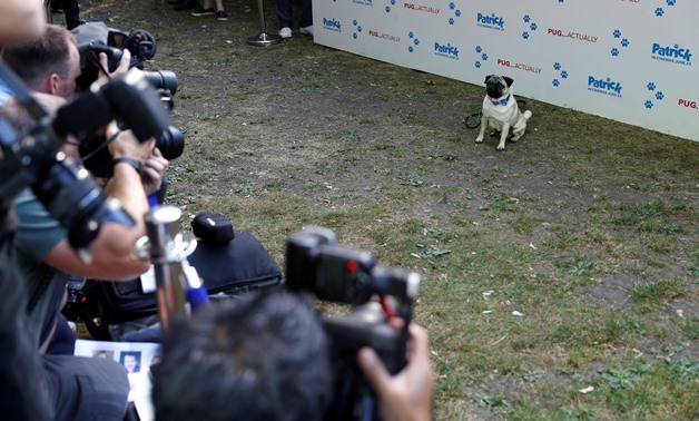 A Pug dog called Harley, and star of the film "Patrick" poses for photographs at the film's premiere in London, Britain June 27, 2018. REUTERS/Peter Nicholls
