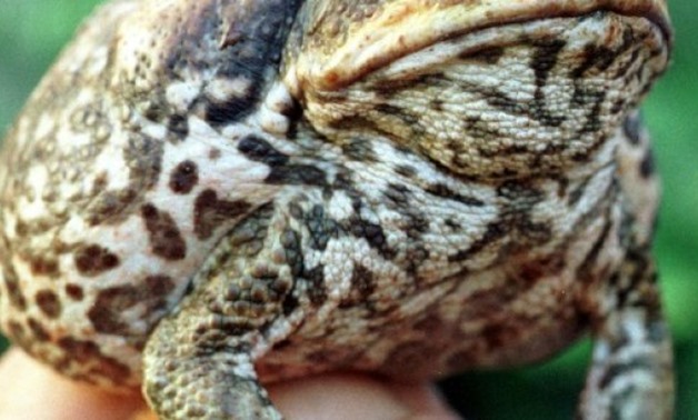 © THE COURIER MAIL/AFP | The toxic cane toad was introduced to Australia in 1935 to fight beetles ravaging sugar cane fields
