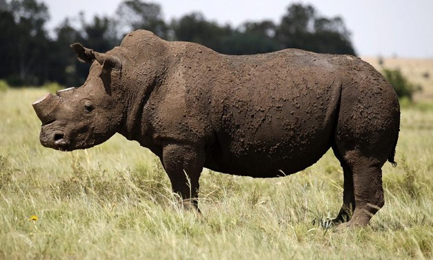 A black rhino after it was de-horned in an effort to deter poaching at a farm outside Klerksdorp, in the North West , last year. Picture: Reuters