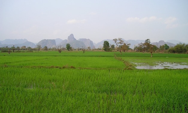 Rice fields - Wikimedia Commons via Laos