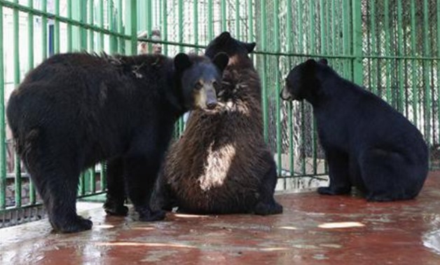 Black bears sit in their cage at Egypt's Giza Zoo in Cairo August 6, 2008. 
