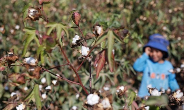FILE - Cotton cultivated in an Egyptian village 
