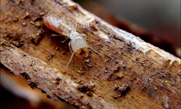Termite- CC via openphoto.net