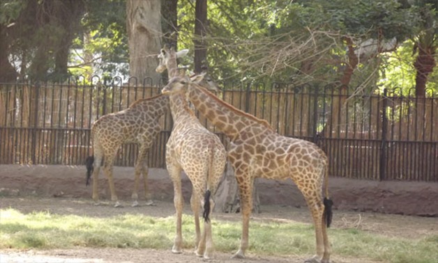 Giraffes at Giza Zoo  