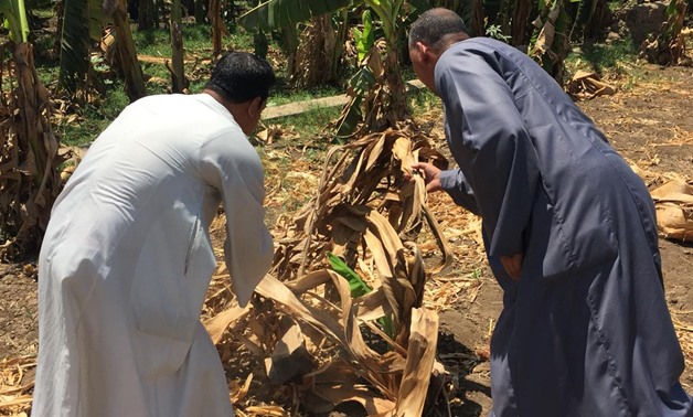  Egyptian farmers in Sohag complaining that their banana crops were destroyed due to water shortage - Egypt Today/Mahmoud Maqboul