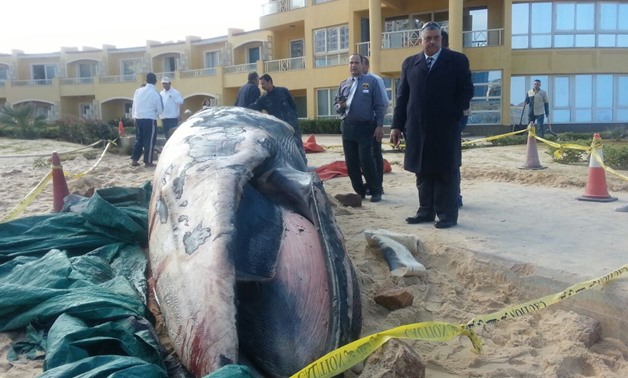 A fin whale was found dead ashore in the Rushdy district, Alexandria - Egypt Today/Asmaa Ali Badr
