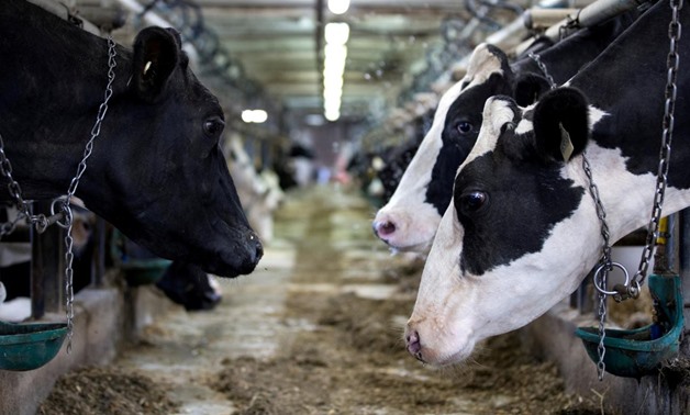 FILE PHOTO: Dairy cows are seen on a farm in Saint-Valerien-de-Milton, southeast of Montreal, Quebec, Canada, August 30, 2018. REUTERS/Christinne Muschi/File Photo
