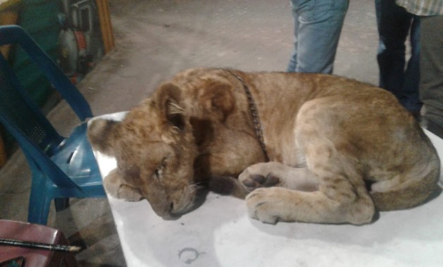 African Lion cub found in Alexandria governorate during inspection campaigns launched and supervised by the Ministry of Environment - Press Photo