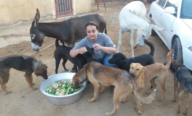 Animal rights activist Salwa Abdoh feeds dogs and donkeys at the farm of Egyptian Society for Defending Animal Rights - ESDAR