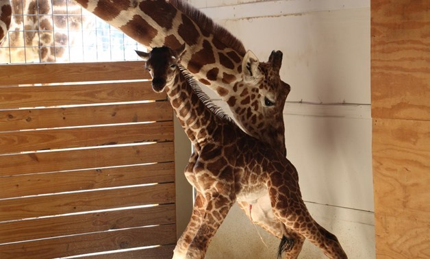 FILE- April helps her newly born unamed baby giraffe stand at the Animal Adventure Park, in Harpursville, New York, U.S. April 15, 2017. Animal Adventure Park/Handout via REUTERS