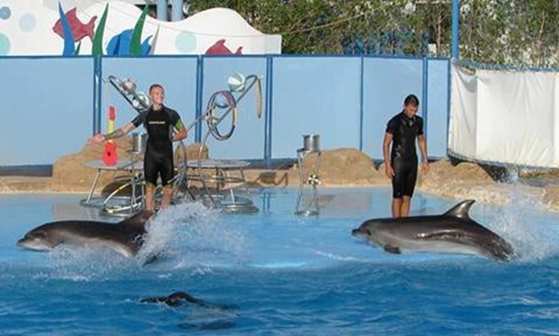 Dolphin Show – The Best Places of Egypt Face Book Page