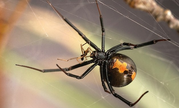 An adult female Australian redback spider (Latrodectus hasselti) with a dead male near her mouth. (Photo: AFP)

