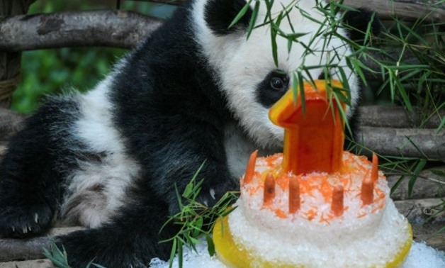 The as yet unnamed panda nibbled on some carrots, tired of the celebrations and fell asleep AFP
