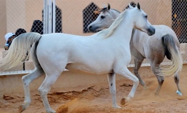 Arabian horses in Egypt- CC via Wikimedia