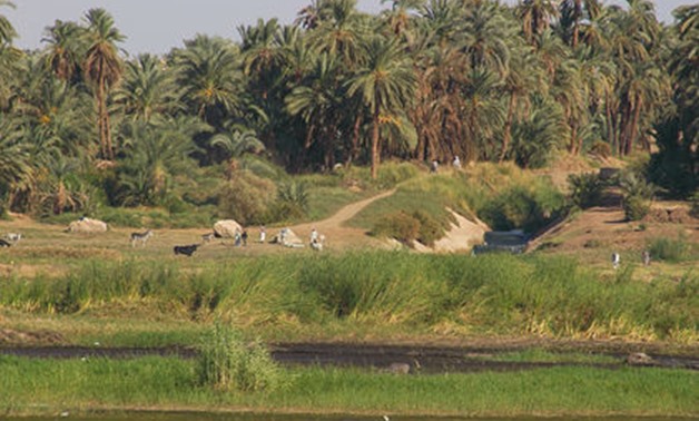 Agriculture land in Egypt - CC