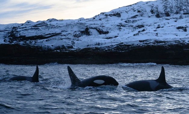 The clear and calm waters of Reisafjorden, in Norway's Far North, have in recent years become the winter playground of the Scandinavian country's killer whale population
