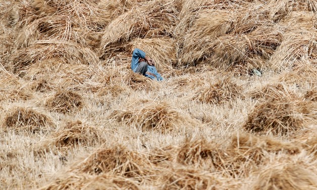 A farmer takes a rest inside freshly harvested wheat at a field in Minya governorate, south of Cairo, Egypt May 16, 2018. Picture taken May 16, 2018. REUTERS/Amr Abdallah Dalsh/File Photo