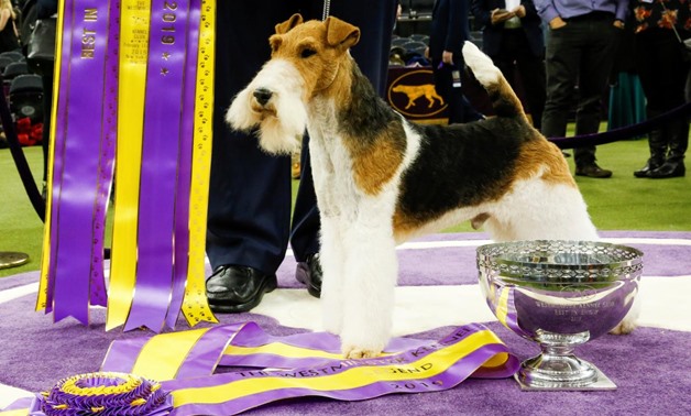 A wire fox terrier won "Best in Show" at the Westminster Kennel Club Dog Show in New York on Tuesday, emerging as the top dog among nearly 3,000 barking, tail-wagging competitors.


