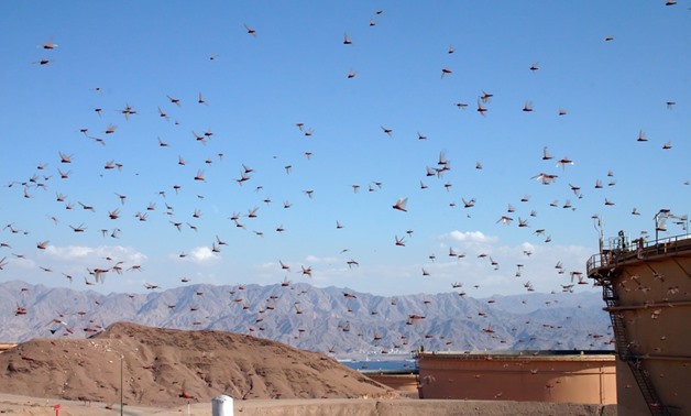 Swarms of locust in Eilat – Flickr/Niv Singer
