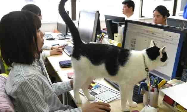 A cat walks across the desk at an IT office in Tokyo, where felines help alleviate stress and anxiety - AFP/YOKO AKIYOSHI