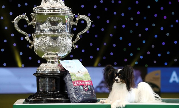 Dylan, a Papillon, poses after winning the best in show during the final day of the Crufts Dog Show in Birmingham, Britain March 10, 2019. REUTERS/Hannah McKay