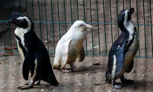 A juvenile albino penguin is presented to the public for the first time at the Gdansk Zoo in Gdansk, Poland, March 22, 2019. Agencja Gazeta/Michal Ryniak via REUTERS