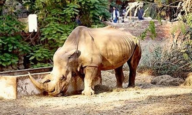 “Zizi, the rhino, arrived at Giza Zoo on October 22, 1983. White rhinos usually live to about 35 - 50 years of age - the Giza Zoo's Facebook