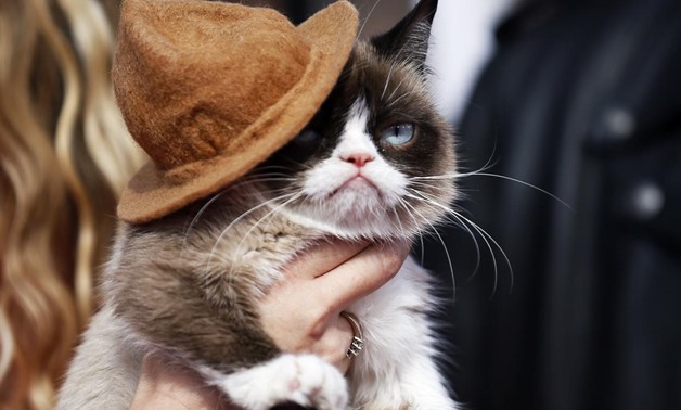 Grumpy Cat - Reuters
