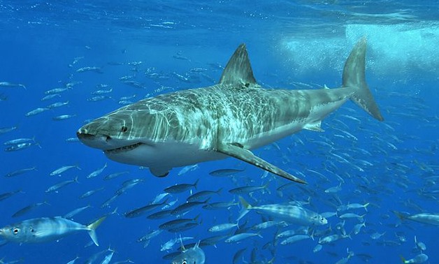 Great white shark - Creative Commons via Whiteshark-TGoss5b