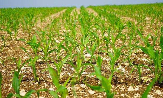 A corn field- CC via Pixabay/Hans