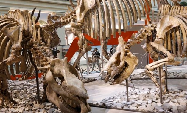A dramatic scene from the twilight of the age of dinosaurs - a T. rex feasting upon a horned plant-eater named Triceratops - will greet visitors when an ambitious new fossil hall opens on Saturday at the Smithsonian Institution's National Museum of Natura