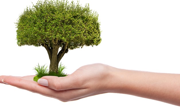 Iconic photo on the importance of planting trees- CC via Pixabay/umutavci