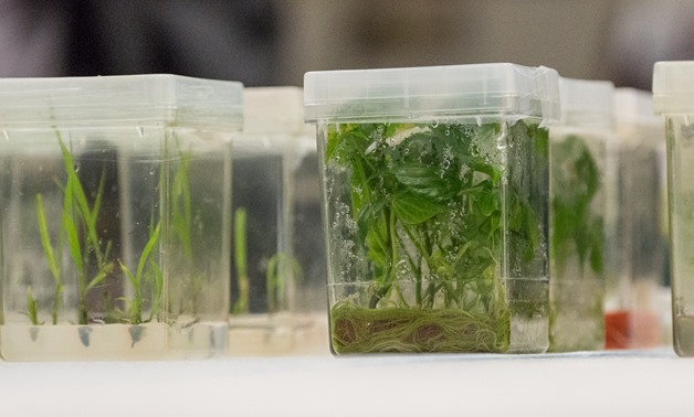 Plant tissue cultures being grown at a USDA facility - CC via Wikimedia Commons/USDA, Lance Cheung