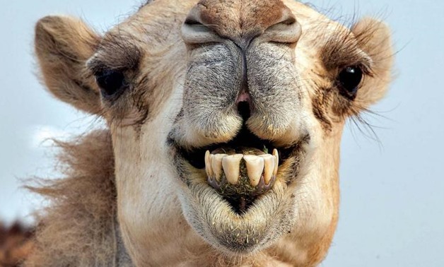 Smiling camel - deccanchronicle